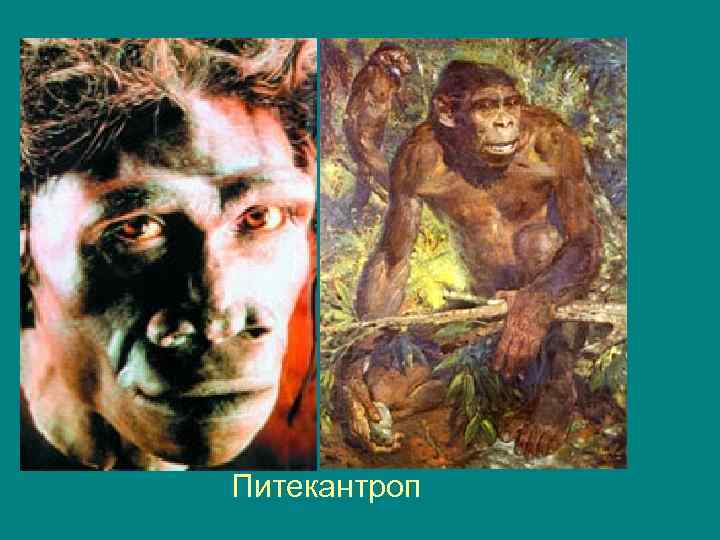 Питекантроп 