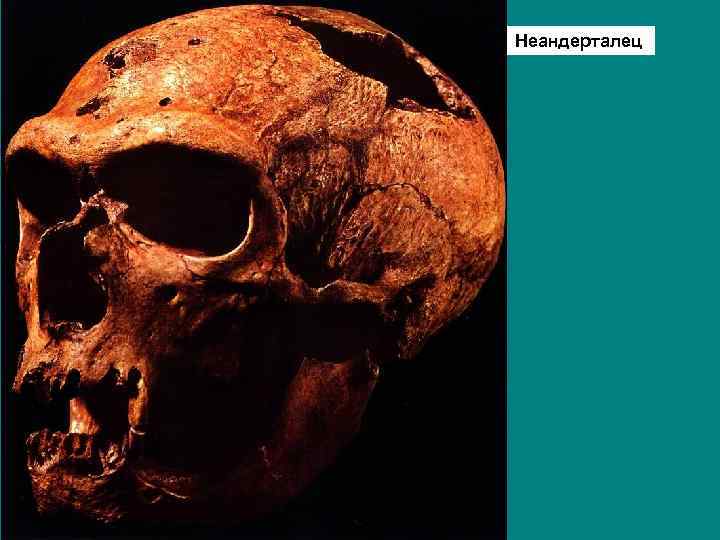 Неандерталец 