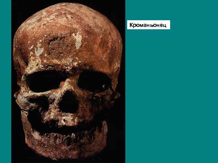 Кроманьонец 