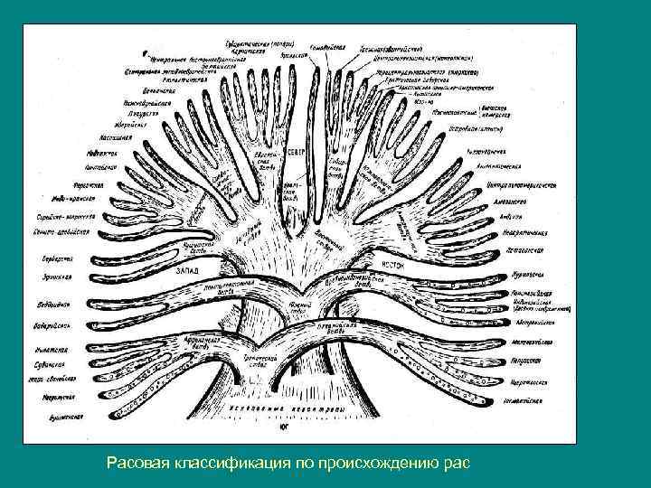 Расовая классификация по происхождению рас 