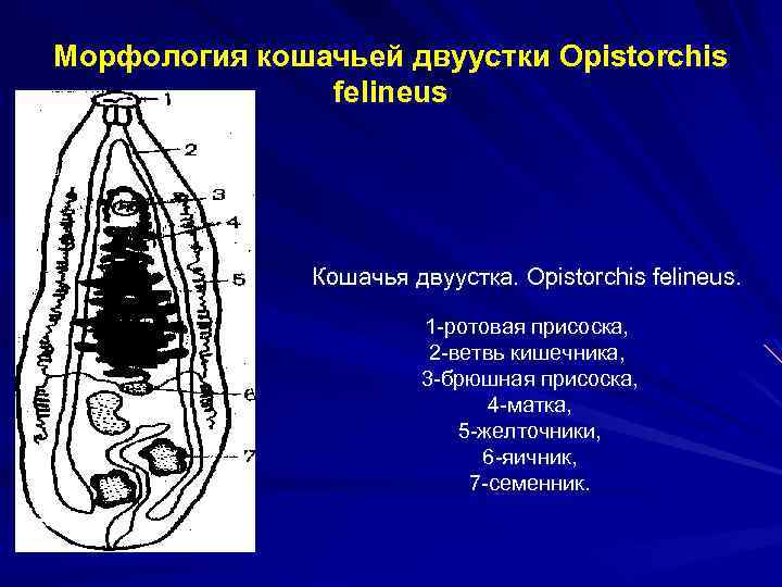 Морфология кошачьей двуустки Opistorchis felineus Кошачья двуустка. Opistorchis felineus. 1 -ротовая присоска, 2 -ветвь