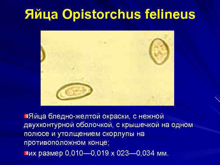 Яйца Opistorchus felineus Яйца бледно-желтой окраски, с нежной двухконтурной оболочкой, с крышечкой на одном