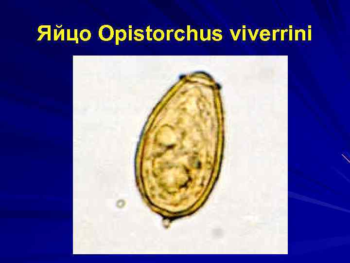 Яйцо Opistorchus viverrini 