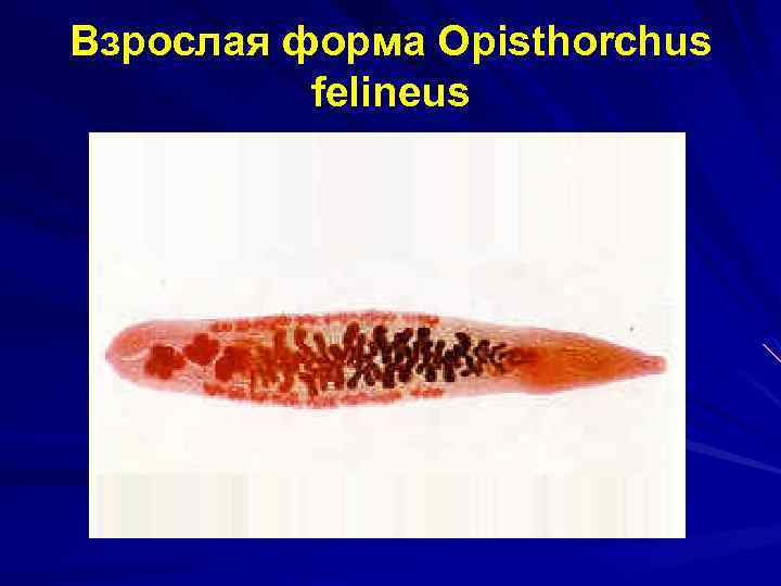 Взрослая форма Opisthorchus felineus 