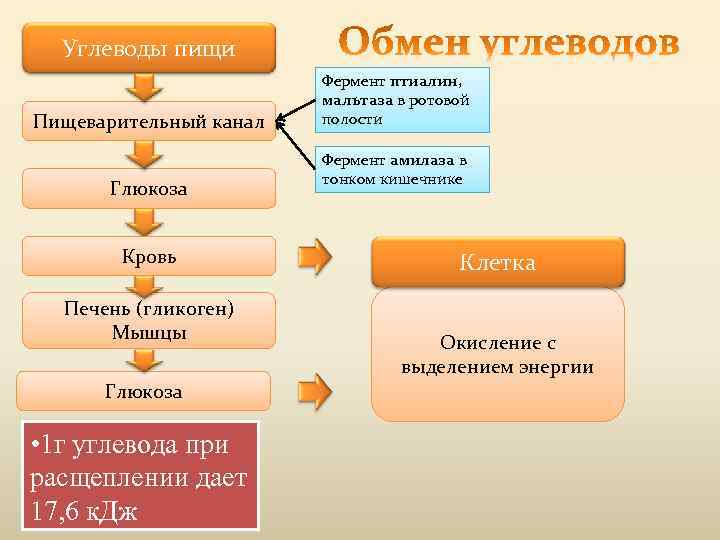 Углеводы пищи Пищеварительный канал Глюкоза Кровь Печень (гликоген) Мышцы Глюкоза • 1 г углевода