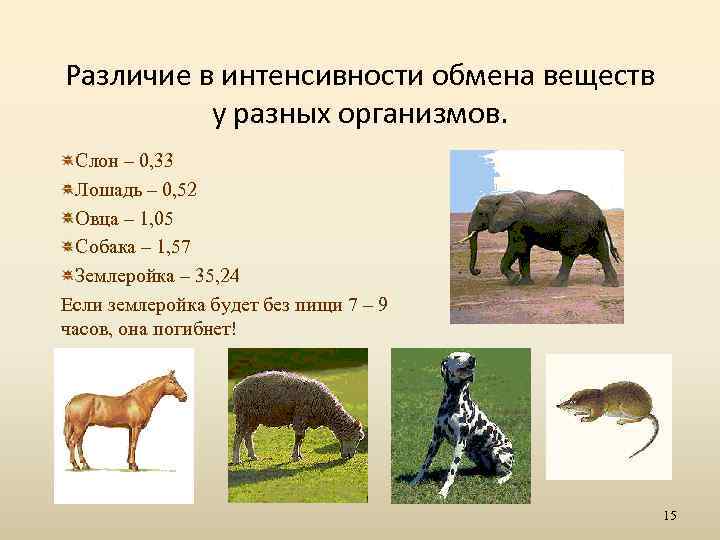 Различие в интенсивности обмена веществ у разных организмов. Слон – 0, 33 Лошадь –