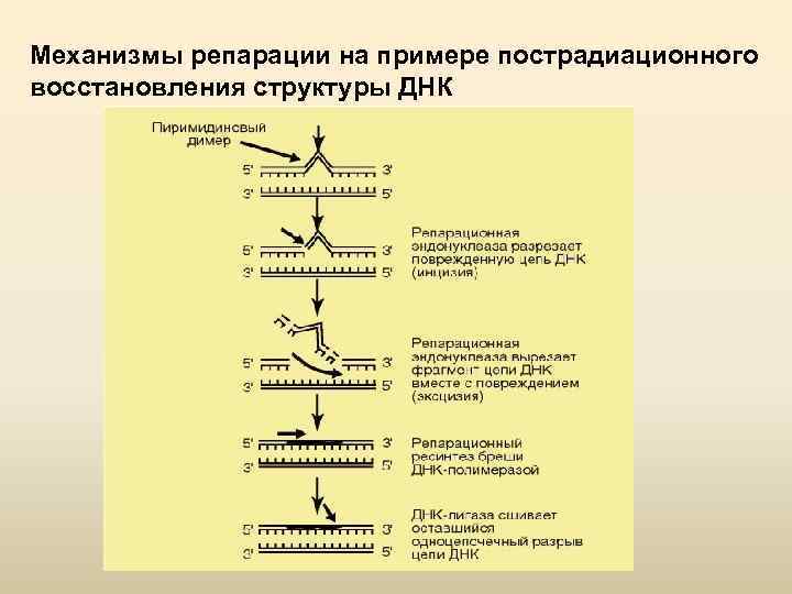 Механизмы репарации на примере пострадиационного восстановления структуры ДНК 