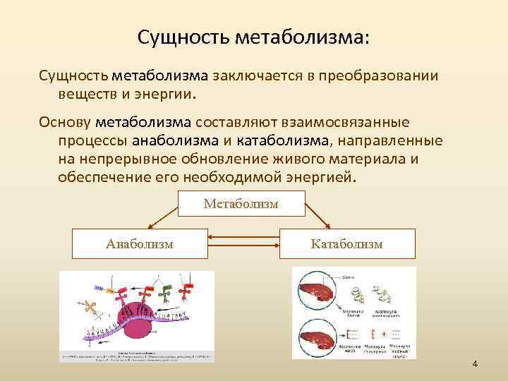 Сущность метаболизма: Сущность метаболизма заключается в преобразовании веществ и энергии. Основу метаболизма составляют взаимосвязанные