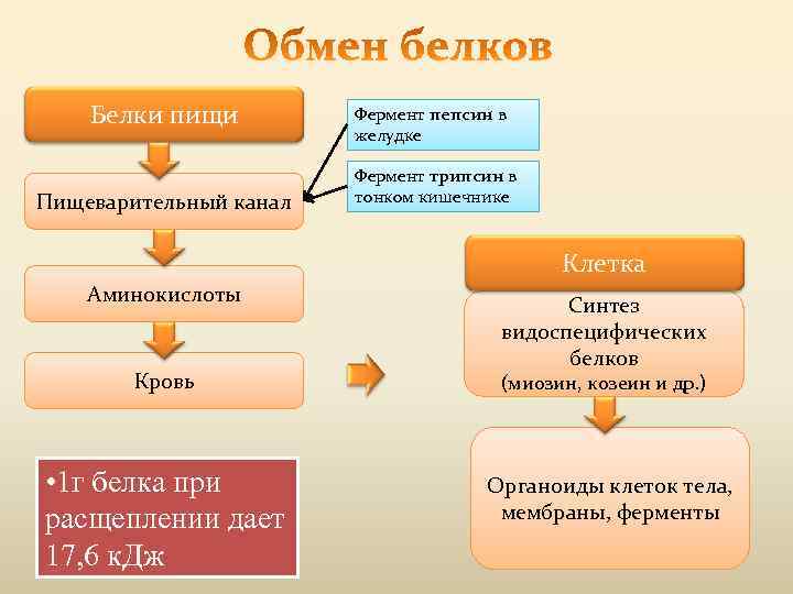 Белки пищи Пищеварительный канал Фермент пепсин в желудке Фермент трипсин в тонком кишечнике Клетка