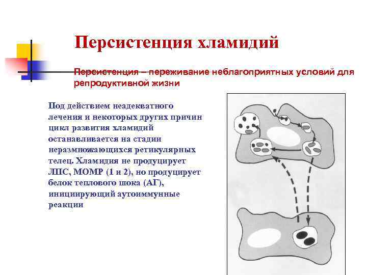 Персистенция хламидий Персистенция – переживание неблагоприятных условий для репродуктивной жизни Под действием неадекватного лечения