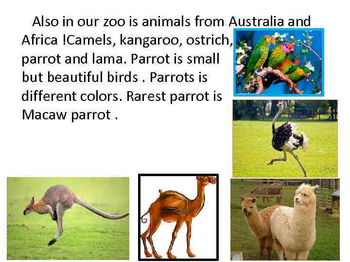 Also in our zoo is animals from Australia and Africa !Camels, kangaroo, ostrich, parrot