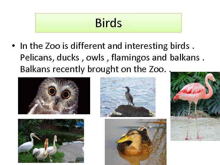 Birds • In the Zoo is different and interesting birds. Pelicans, ducks , owls