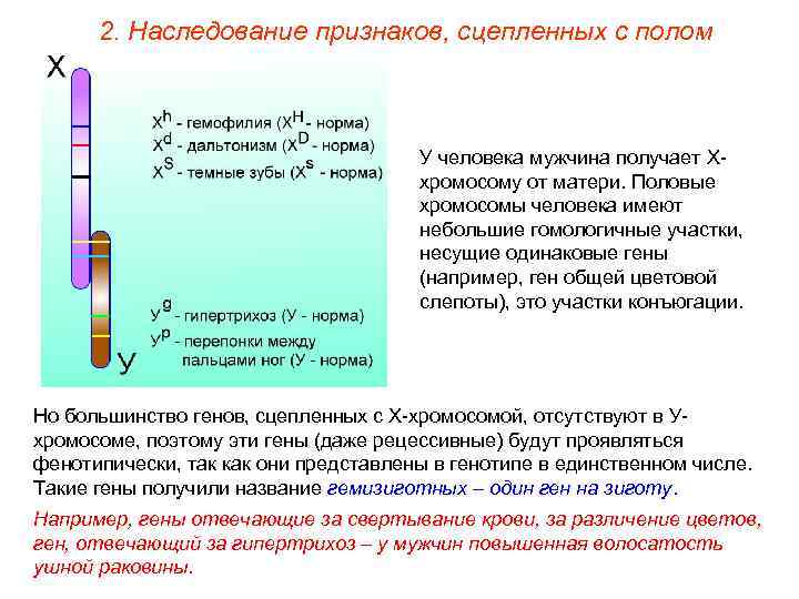 2. Наследование признаков, сцепленных с полом У человека мужчина получает Ххромосому от матери. Половые