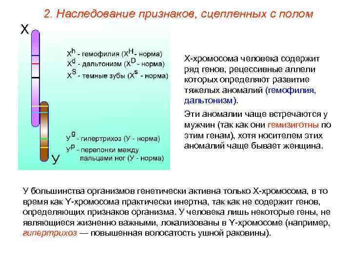 2. Наследование признаков, сцепленных с полом Х-хромосома человека содержит ряд генов, рецессивные аллели которых