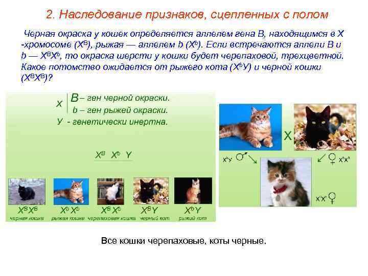 2. Наследование признаков, сцепленных с полом Черная окраска у кошек определяется аллелем гена В,