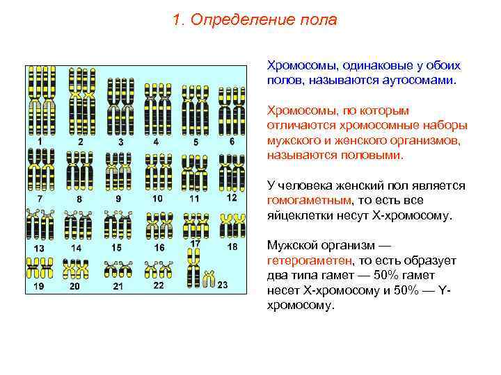 1. Определение пола Хромосомы, одинаковые у обоих полов, называются аутосомами. Хромосомы, по которым отличаются