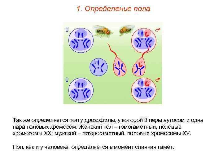 1. Определение пола Так же определяется пол у дрозофилы, у которой 3 пары аутосом