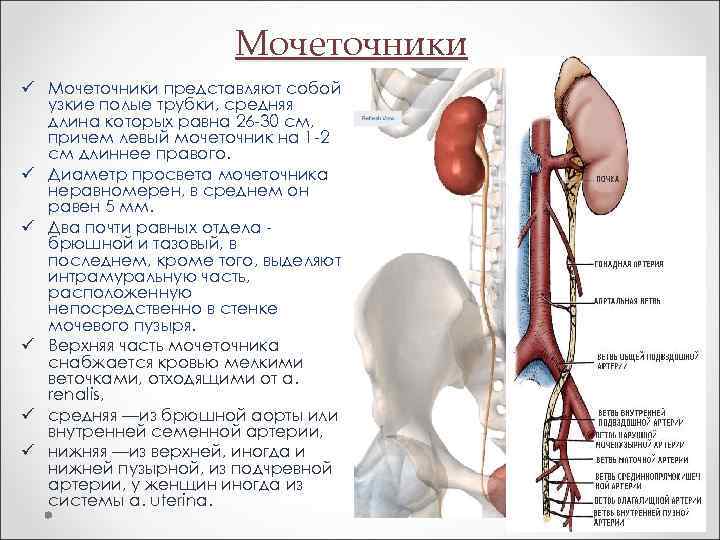 Мочеточники ü Мочеточники представляют собой узкие полые трубки, средняя длина которых равна 26 -30