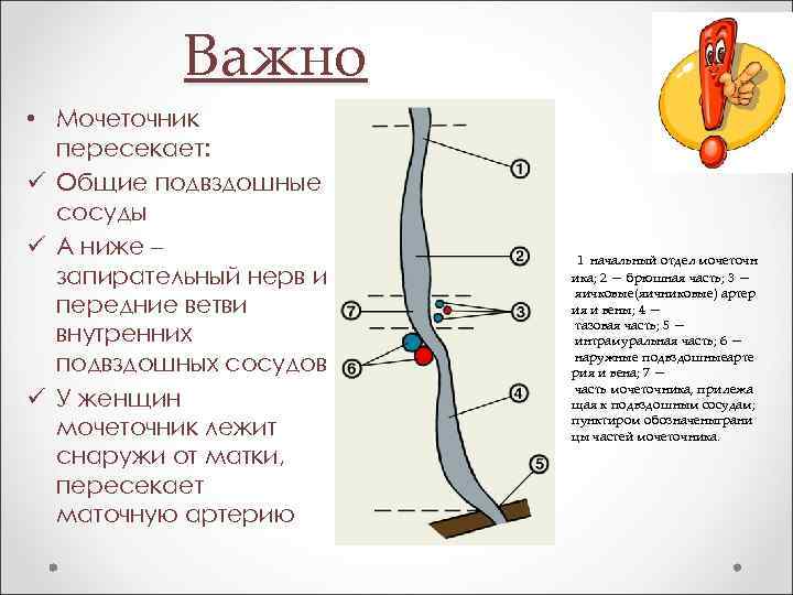 Важно • Мочеточник пересекает: ü Общие подвздошные сосуды ü А ниже – запирательный нерв