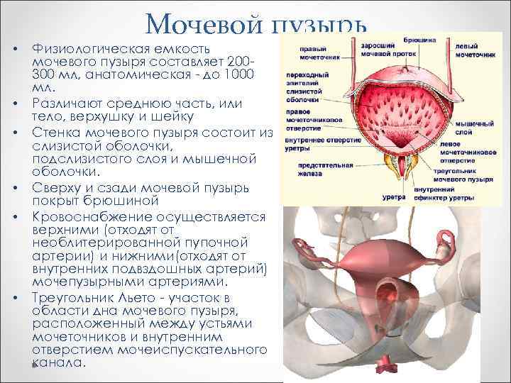  • • • Мочевой пузырь Физиологическая емкость мочевого пузыря составляет 200300 мл, анатомическая