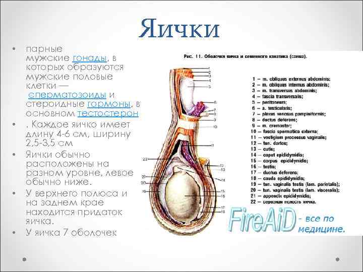  • • • Яички парные мужские гонады, в которых образуются мужские половые клетки