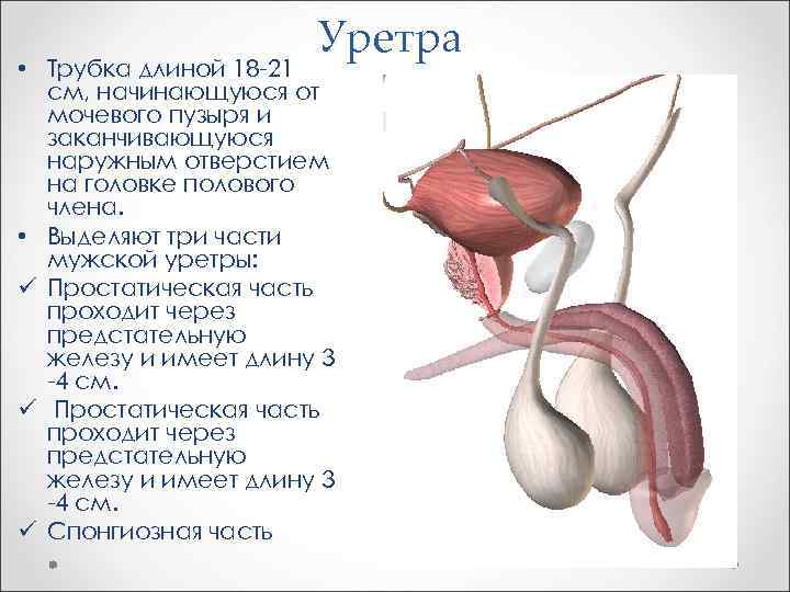 Уретра • Трубка длиной 18 -21 см, начинающуюся от мочевого пузыря и заканчивающуюся наружным