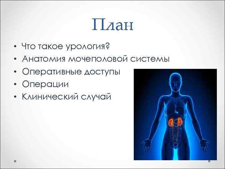 План • • • Что такое урология? Анатомия мочеполовой системы Оперативные доступы Операции Клинический