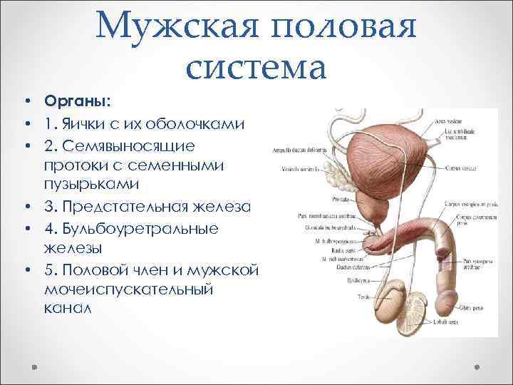 Мужская половая система • Органы: • 1. Яички с их оболочками • 2. Семявыносящие