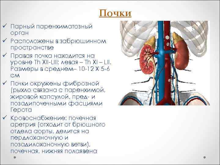 Почки ü Парный паренхиматозный орган ü Расположены в забрюшинном пространстве ü Правая почка находится