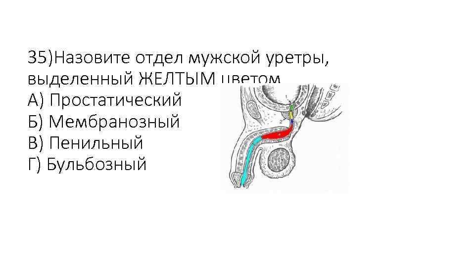 35)Назовите отдел мужской уретры, выделенный ЖЕЛТЫМ цветом А) Простатический Б) Мембранозный В) Пенильный Г)