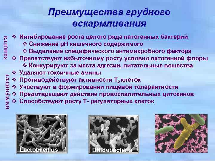 иммунитет защита Преимущества грудного вскармливания v Ингибирование роста целого ряда патогенных бактерий v Снижение