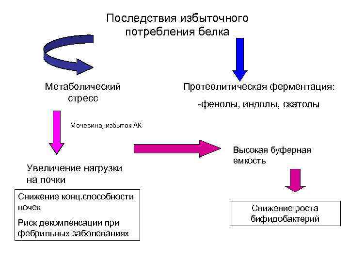 Последствия избыточного потребления белка Метаболический стресс Протеолитическая ферментация: -фенолы, индолы, скатолы Мочевина, избыток АК