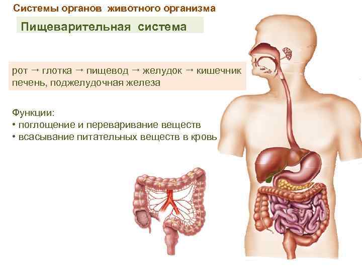 Системы органов животного организма Пищеварительная система рот глотка пищевод желудок кишечник печень, поджелудочная железа