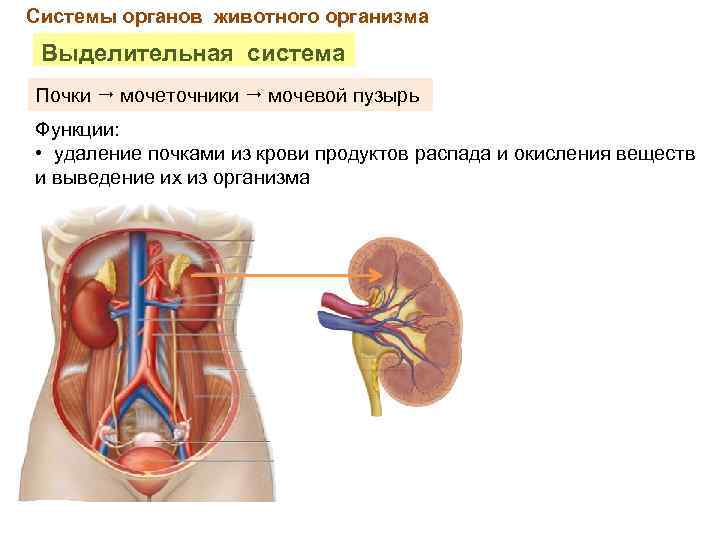 Для мочеточника характерно