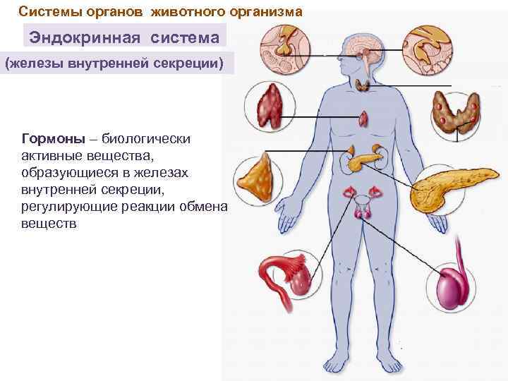 Вещества образуются в железах внутренней секреции