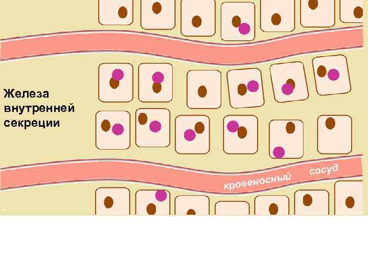 Железа внутренней секреции ый осн кровен сосуд 