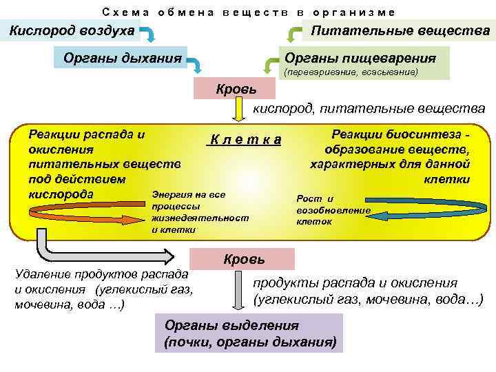 Схема обмена веществ в организме Кислород воздуха Питательные вещества Органы дыхания Органы пищеварения (переваривание,