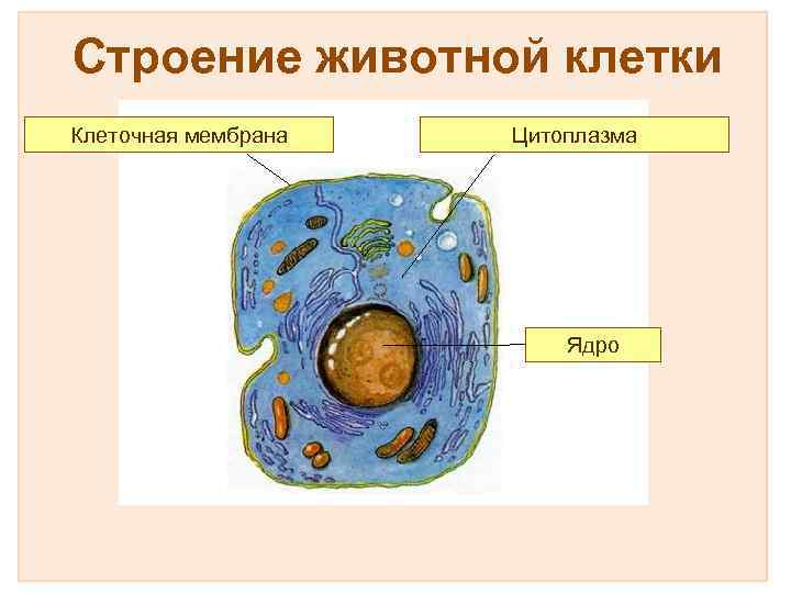 Строение животной клетки Клеточная мембрана Цитоплазма Ядро 