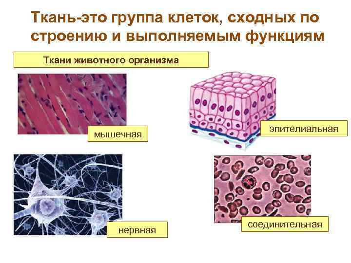 Ткань-это группа клеток, сходных по строению и выполняемым функциям Ткани животного организма мышечная нервная