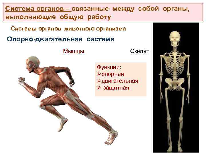 Система органов – связанные между собой органы, выполняющие общую работу Системы органов животного организма