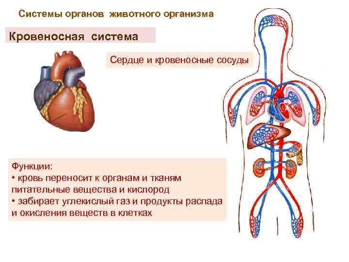 Орган перенос. Функции кровеносной системы. Кровеносная система человека органы и функции. Органы кровеносной системы человека и их функции. Органы кровеносной системы и функции системы..