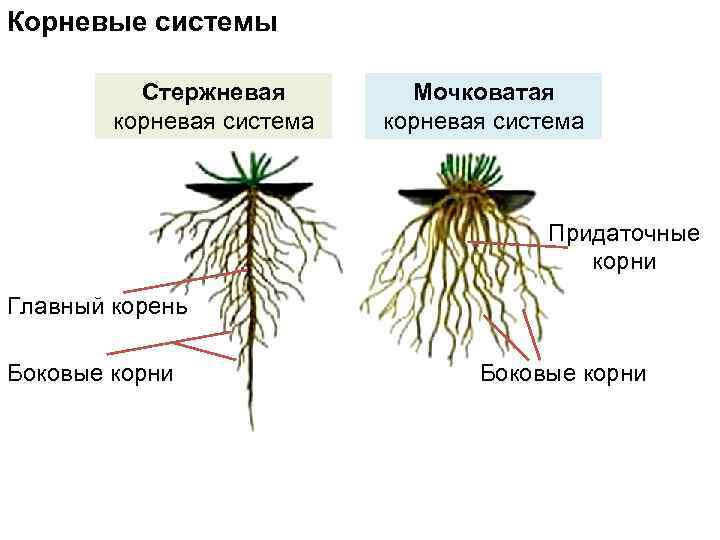 Корневые системы Стержневая корневая система Мочковатая корневая система Придаточные корни Главный корень Боковые корни