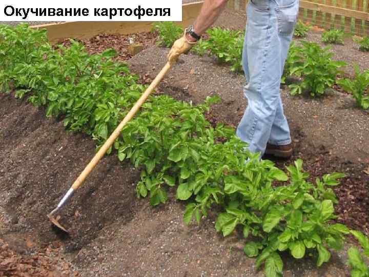 Окучивание картофеля 