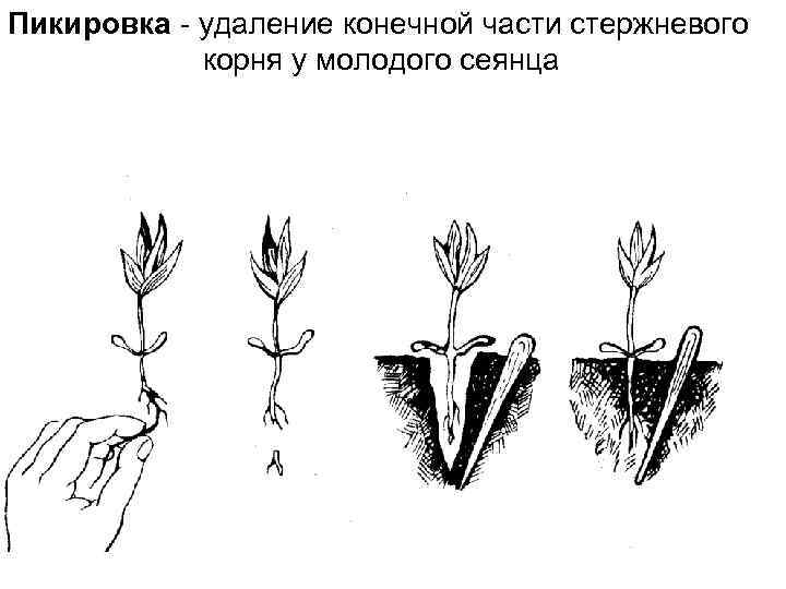 Пикировка - удаление конечной части стержневого корня у молодого сеянца 