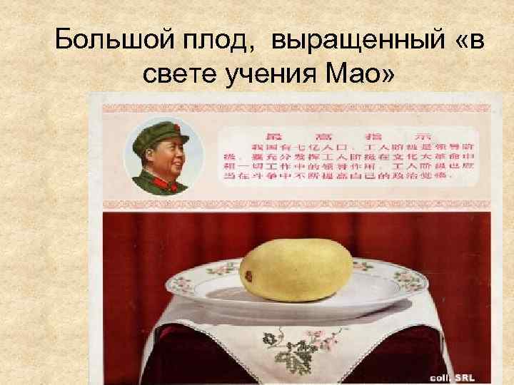 Большой плод, выращенный «в свете учения Мао» 
