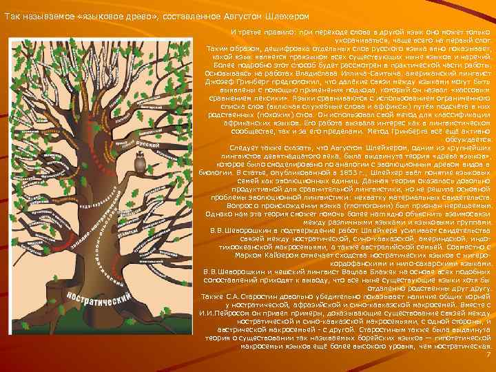 Так называемое «языковое древо» , составленное Августом Шлехером И третье правило: при переходе слова