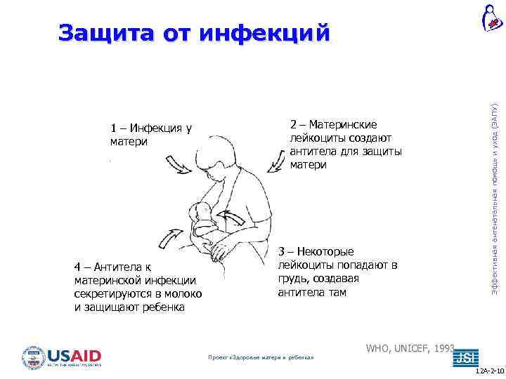 1 – Инфекция у матери 4 – Антитела к материнской инфекции секретируются в молоко