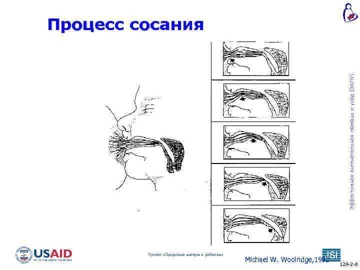 Эффективная антенатальная помощь и уход (ЭАПУ) Процесс сосания Проект «Здоровье матери и ребенка» Michael