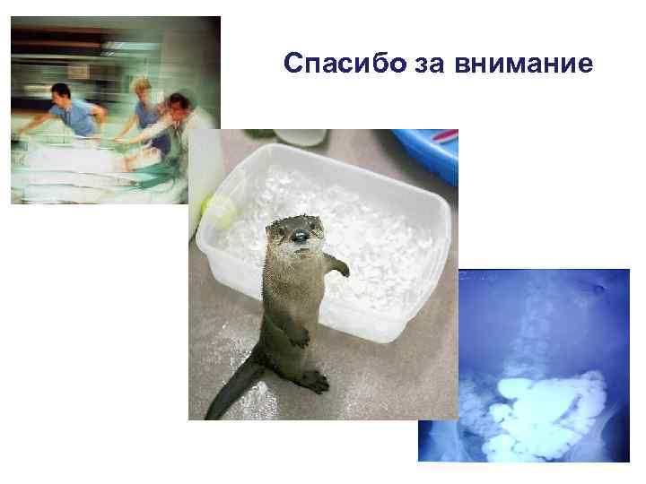 Спасибо за внимание 