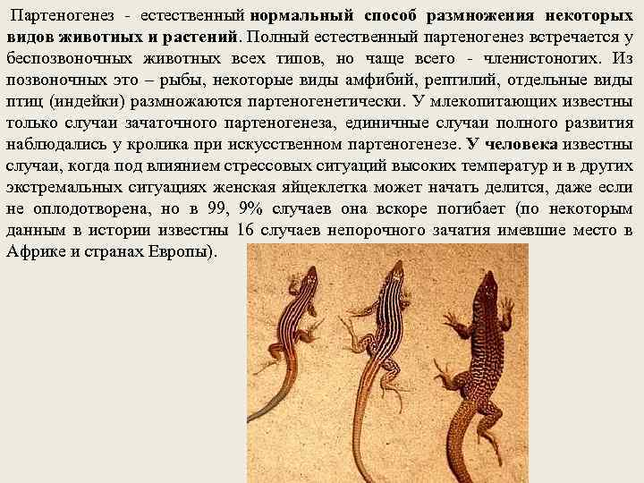  Партеногенез - естественный нормальный способ размножения некоторых видов животных и растений. Полный естественный